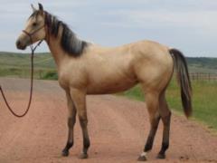 2016 Foal Caballero Drift JW
